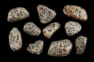 Dalmācijas jašma, M izm., pulēta